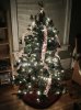 tree.jpg