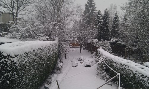 Snow 1-12-2010 (4).jpg