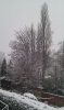 Snow 1-12-2010 (6).jpg