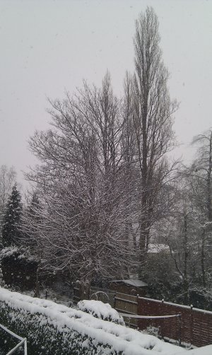 Snow 1-12-2010 (6).jpg