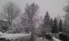 Snow 1-12-2010 (7).jpg