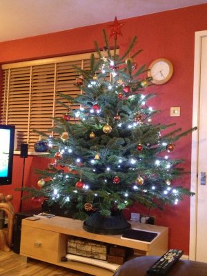 Tree 2012.jpg