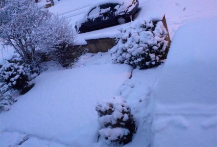Snow 21-01-13 (2).jpg