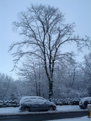 Snow 21-01-13 (3).jpg